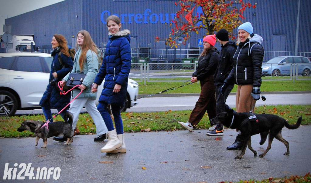 Wielka parada kundelków i adopciaków