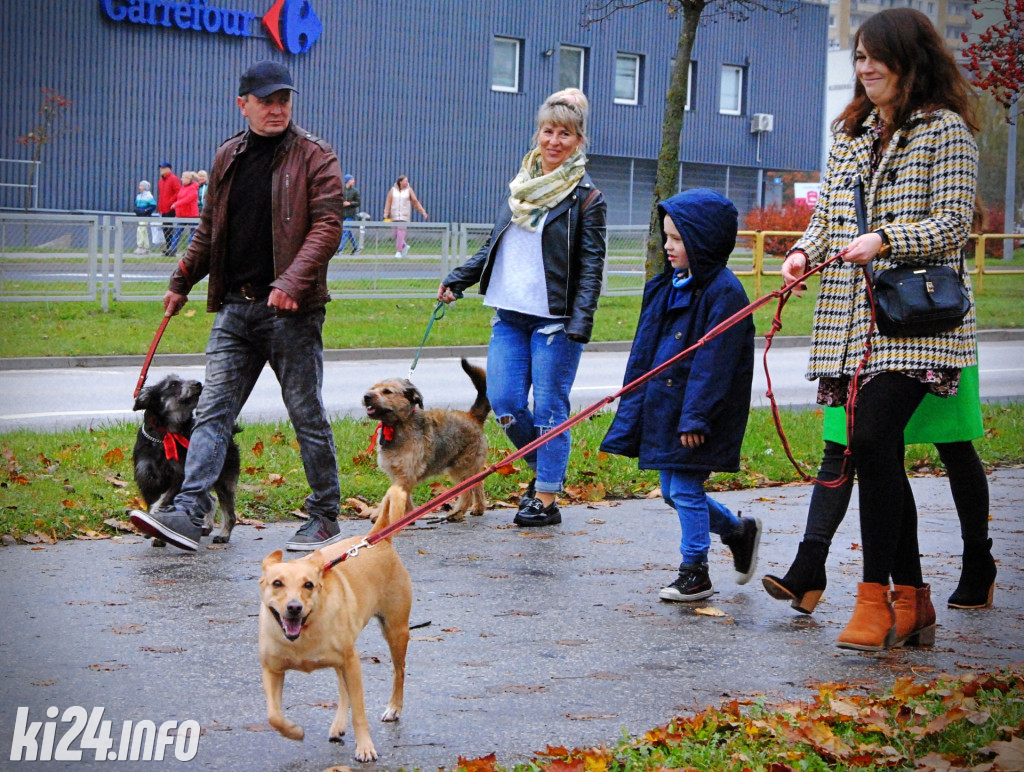 Wielka parada kundelków i adopciaków