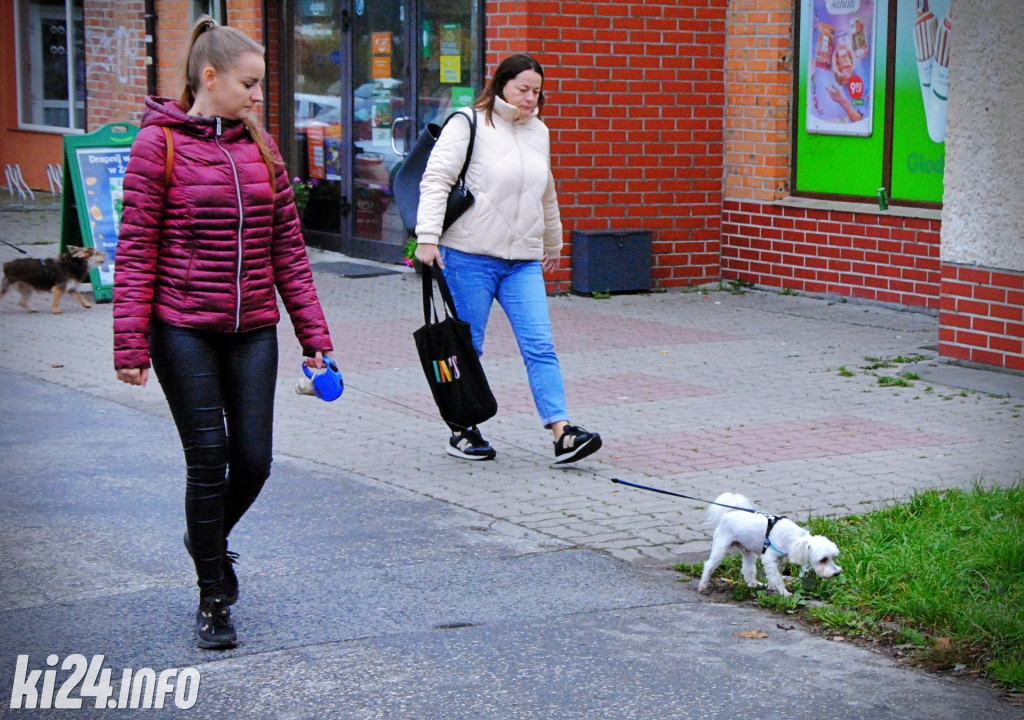 Wielka parada kundelków i adopciaków