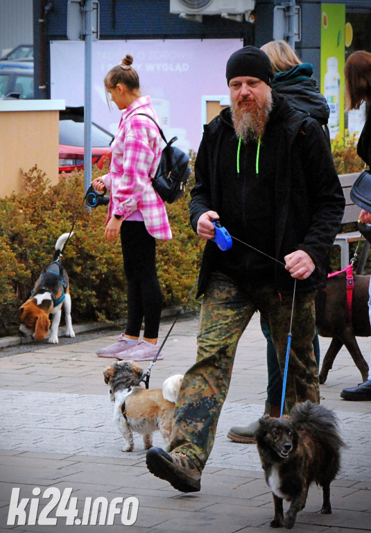 Wielka parada kundelków i adopciaków