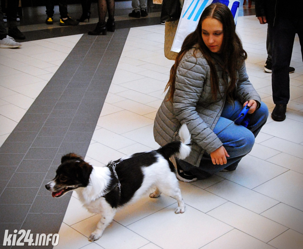 Wielka parada kundelków i adopciaków