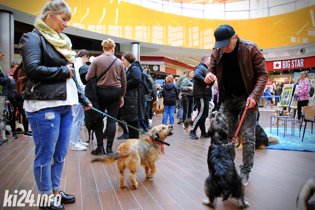 Wielka parada kundelków i adopciaków