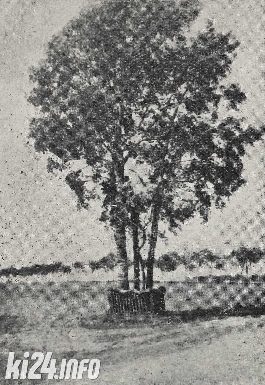 Topola z Łojewa