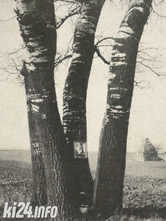 Topola z Łojewa