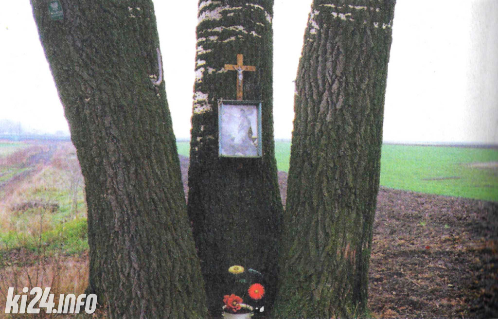 Topola z Łojewa