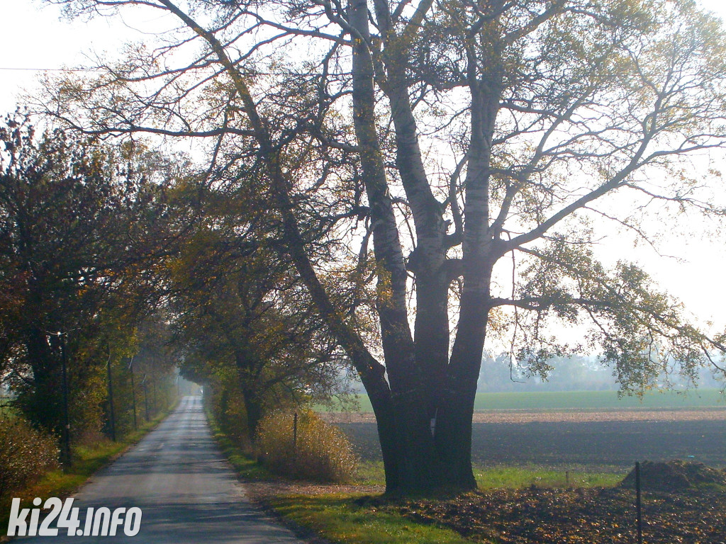 Topola z Łojewa