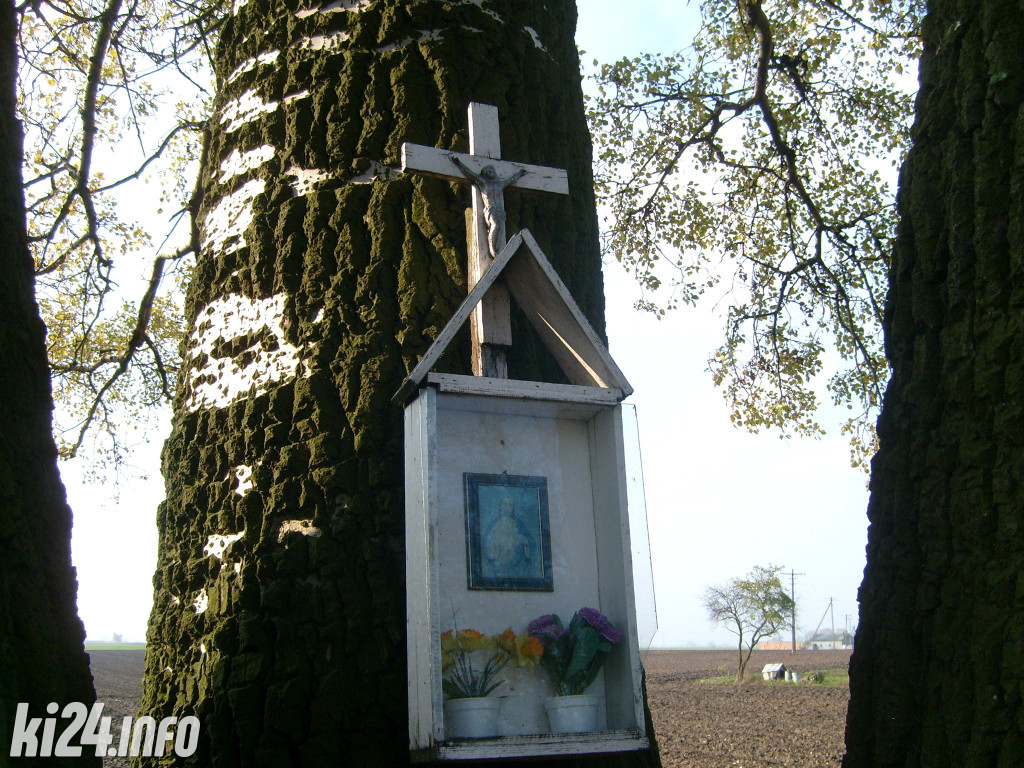 Topola z Łojewa