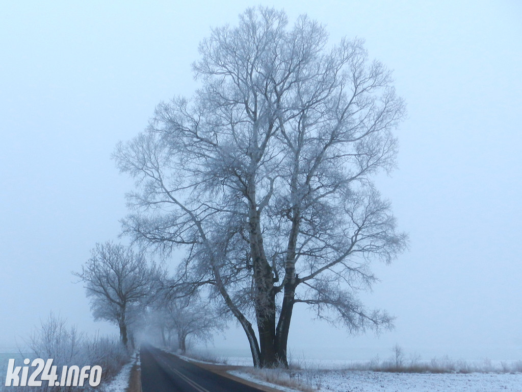 Topola z Łojewa