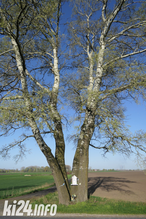 Topola z Łojewa