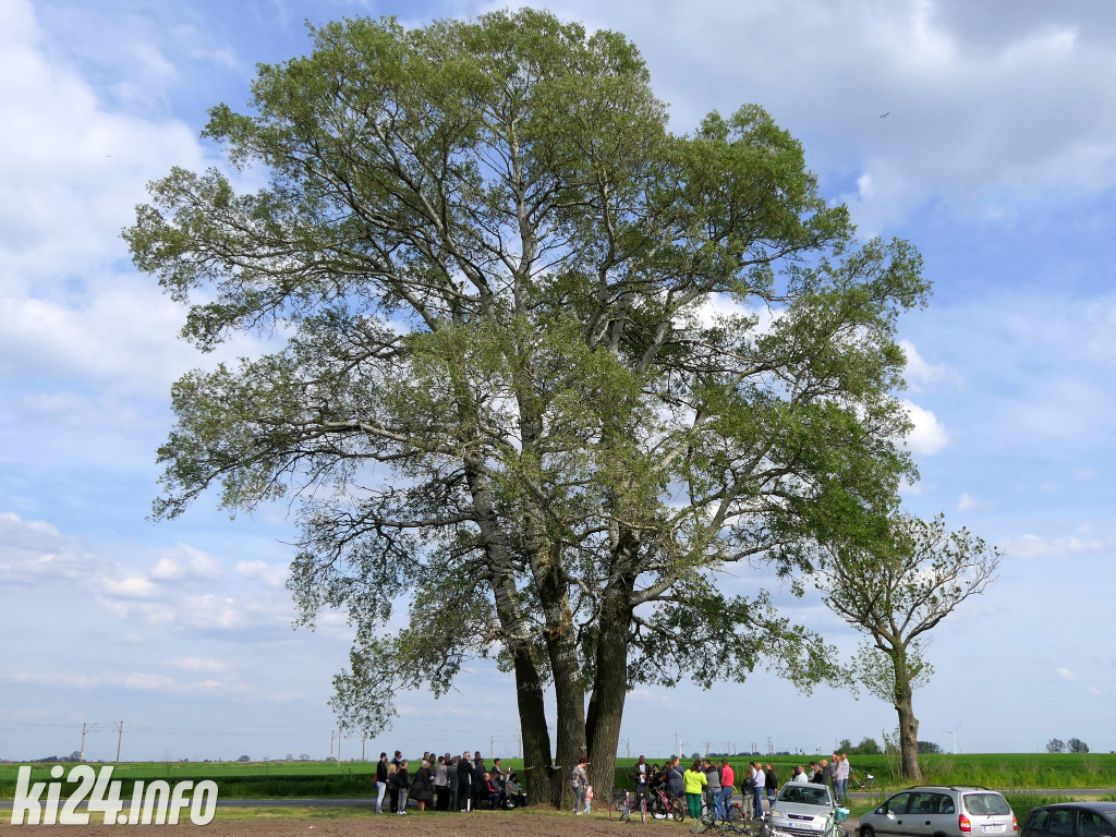 Topola z Łojewa