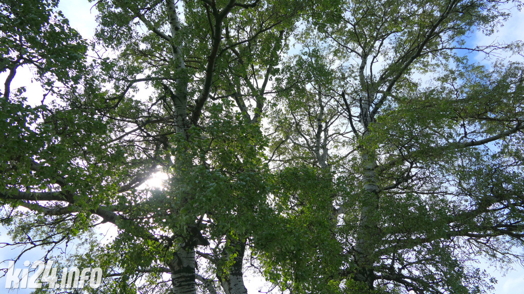 Topola z Łojewa