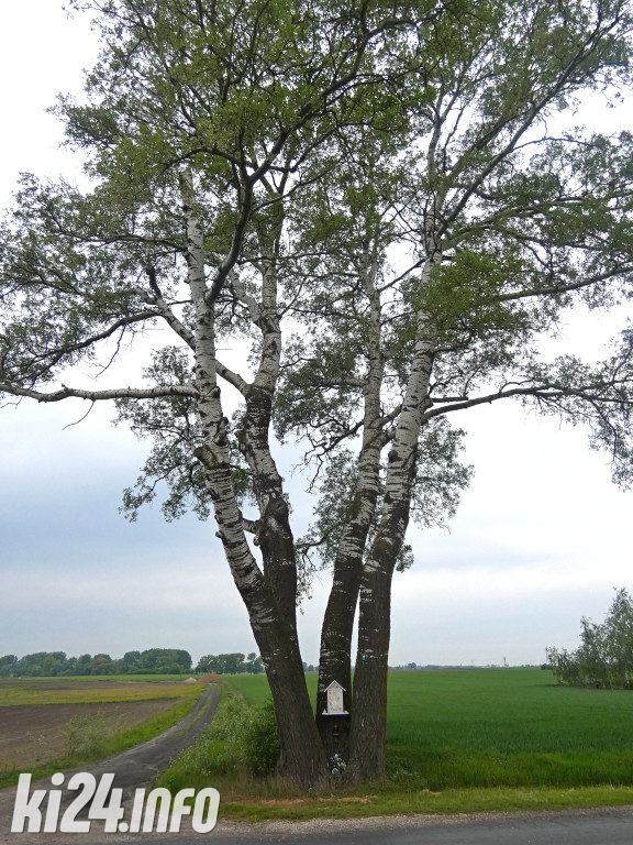 Topola z Łojewa