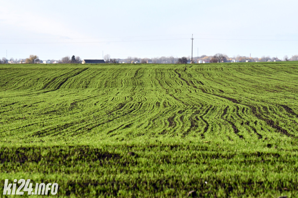 Orłowianka Orłowo - Dąb Barcin