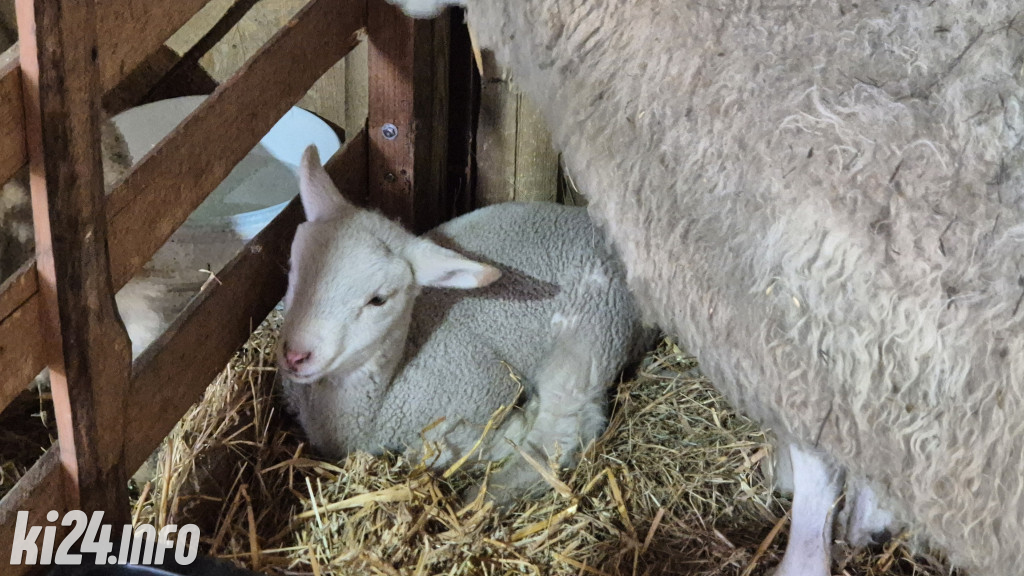 Jarmarki Wielkanocne