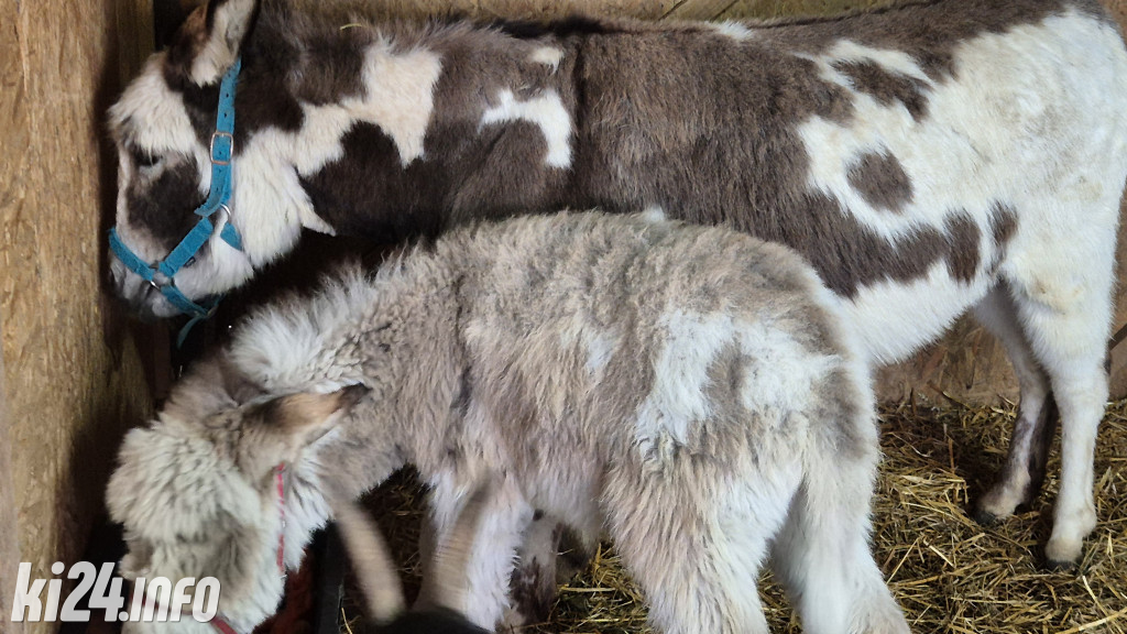 Jarmarki Wielkanocne