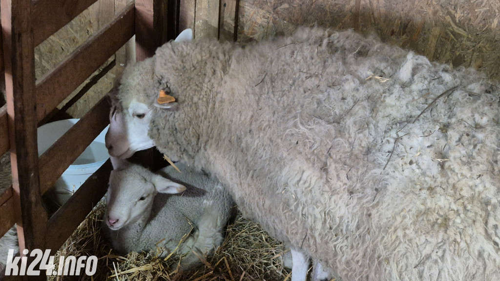 Jarmarki Wielkanocne