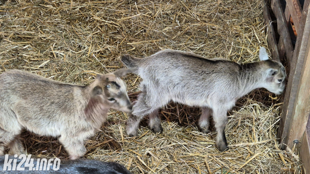 Jarmarki Wielkanocne