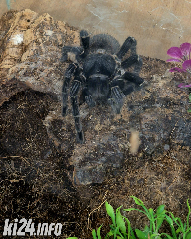 Festiwal egzotycznych zwierząt