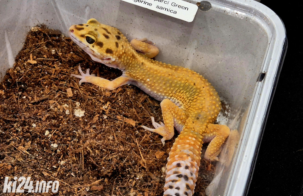 Festiwal egzotycznych zwierząt