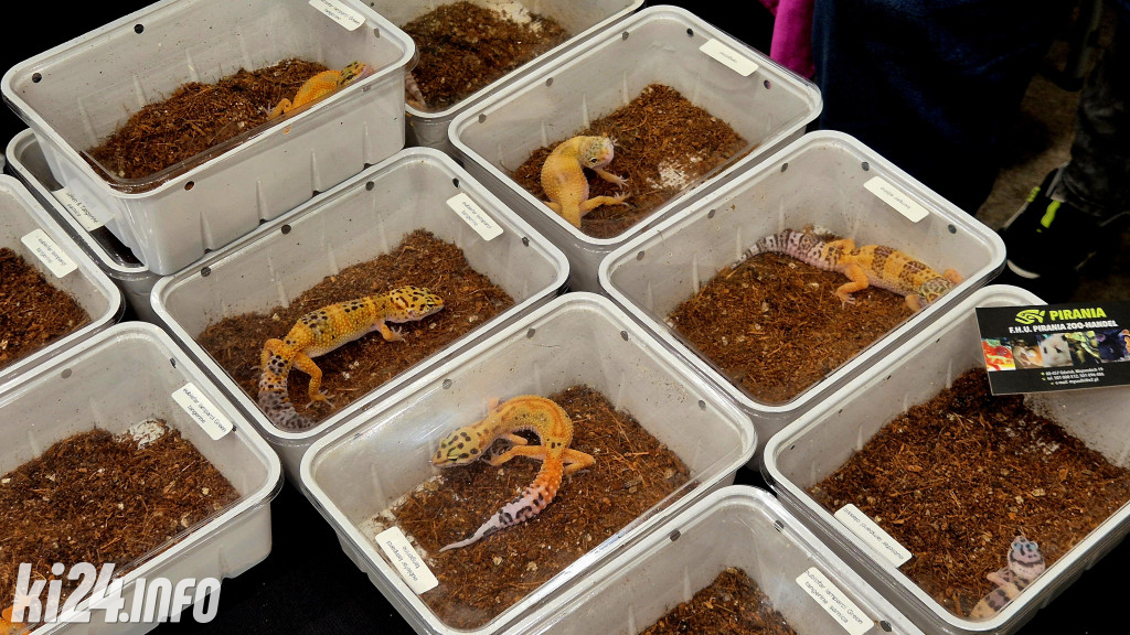 Festiwal egzotycznych zwierząt