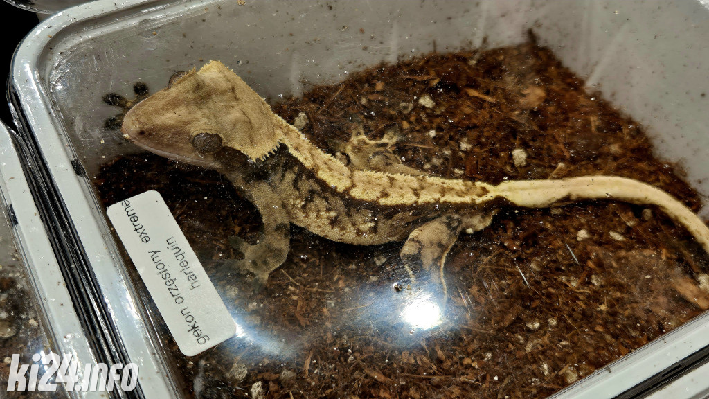 Festiwal egzotycznych zwierząt