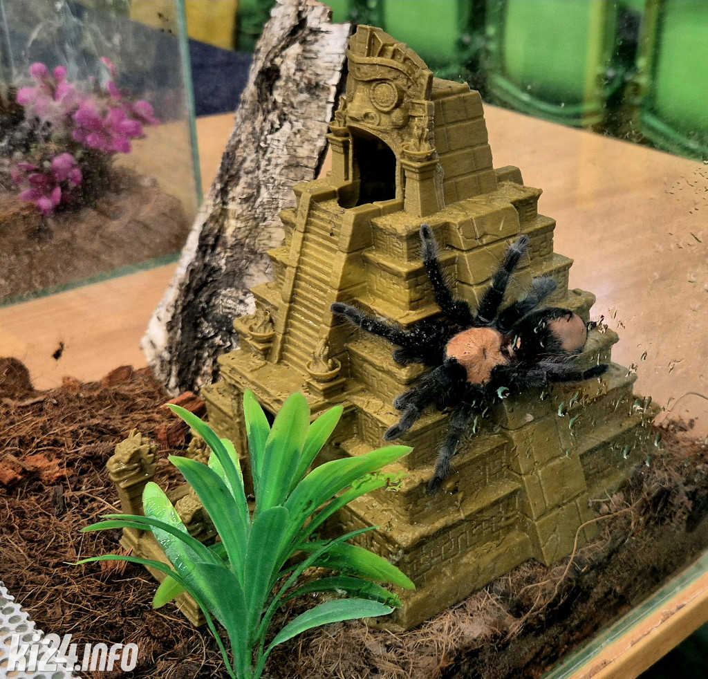 Festiwal egzotycznych zwierząt