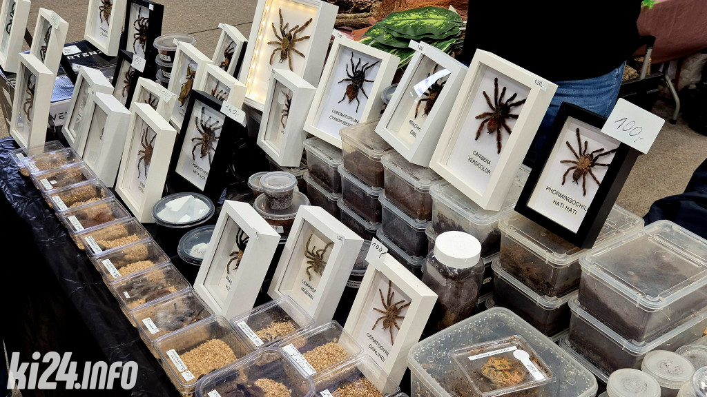 Festiwal egzotycznych zwierząt