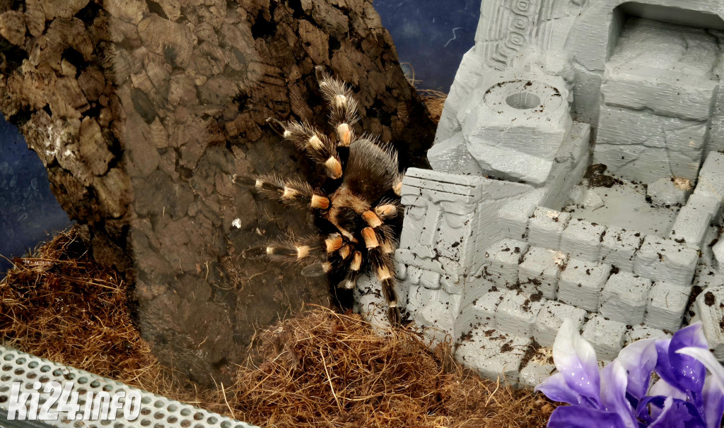 Festiwal egzotycznych zwierząt