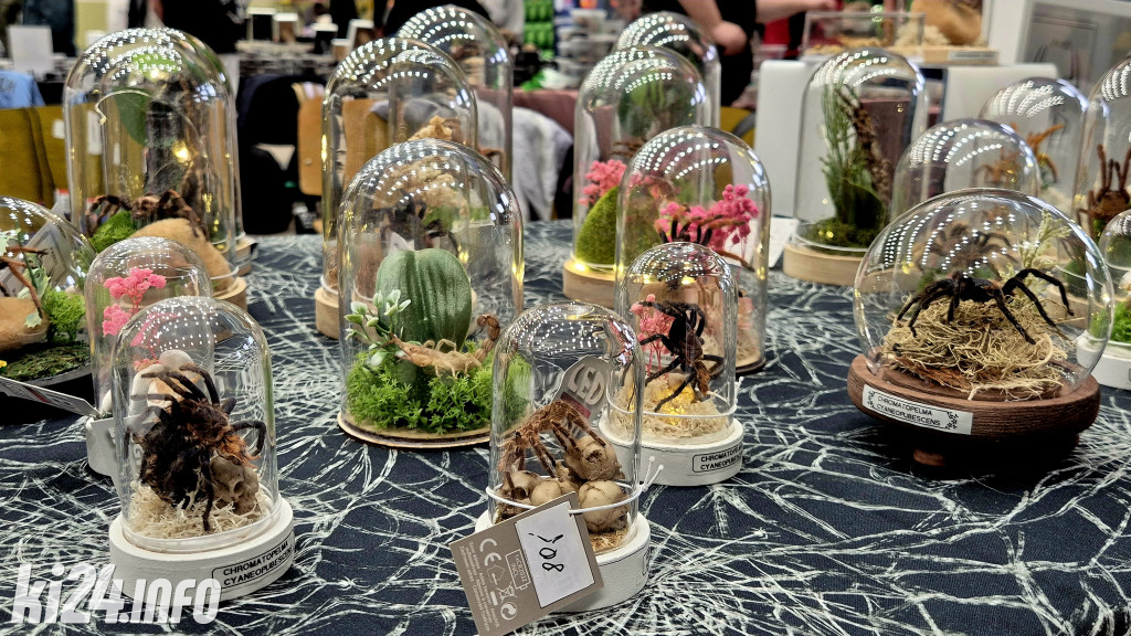 Festiwal egzotycznych zwierząt