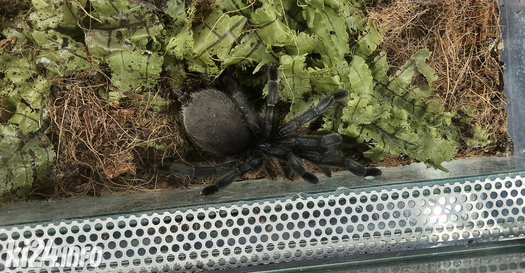 Festiwal egzotycznych zwierząt