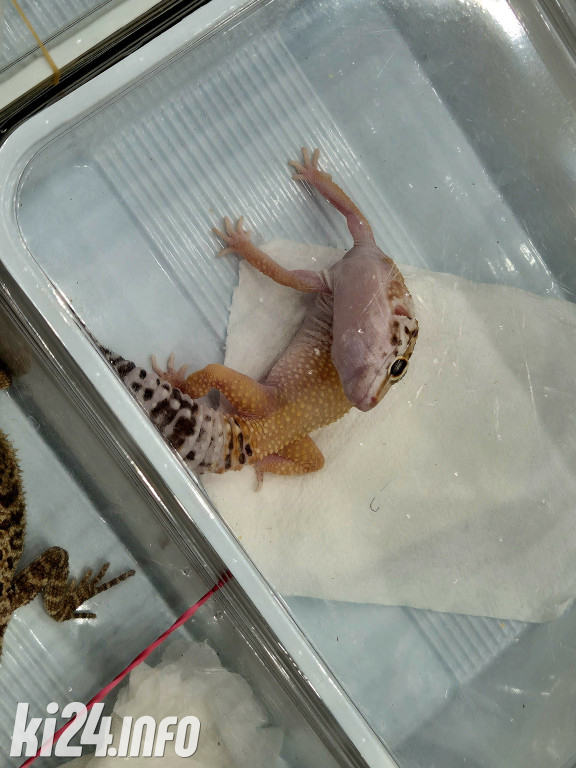 Festiwal egzotycznych zwierząt