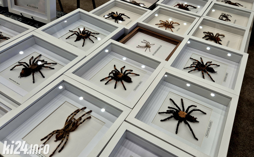 Festiwal egzotycznych zwierząt