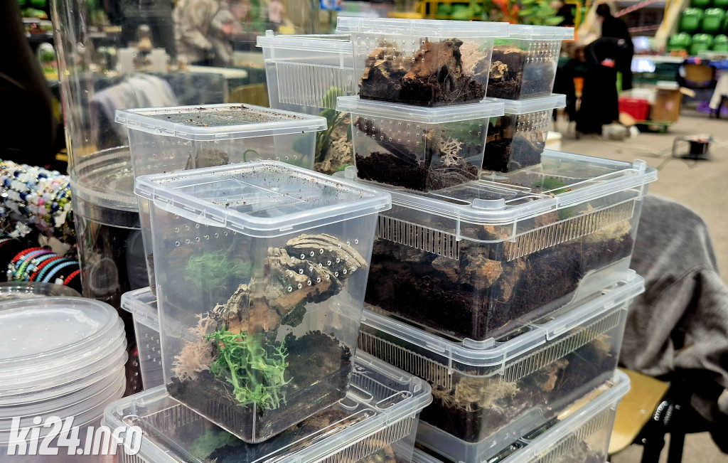 Festiwal egzotycznych zwierząt