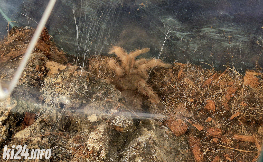 Festiwal egzotycznych zwierząt