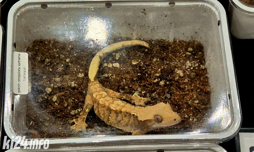 Festiwal egzotycznych zwierząt