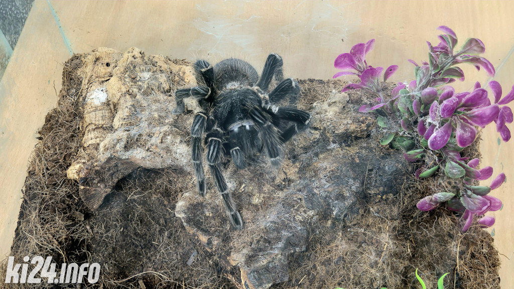 Festiwal egzotycznych zwierząt