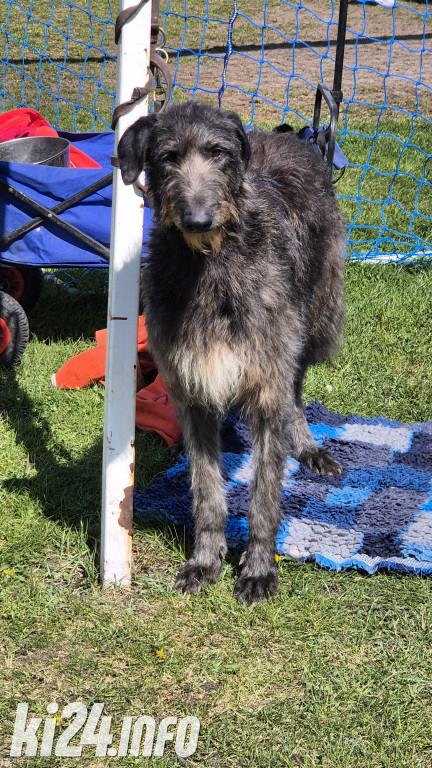 XXXVIII Krajowa Wystawa Psów Rasowych