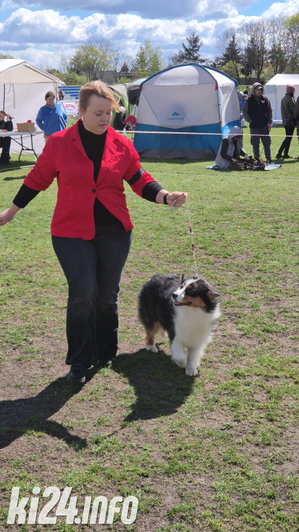 XXXVIII Krajowa Wystawa Psów Rasowych