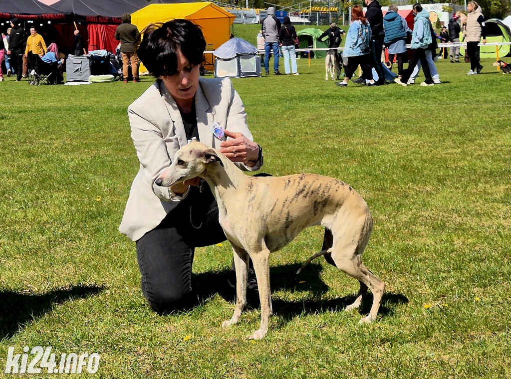XXXVIII Krajowa Wystawa Psów Rasowych
