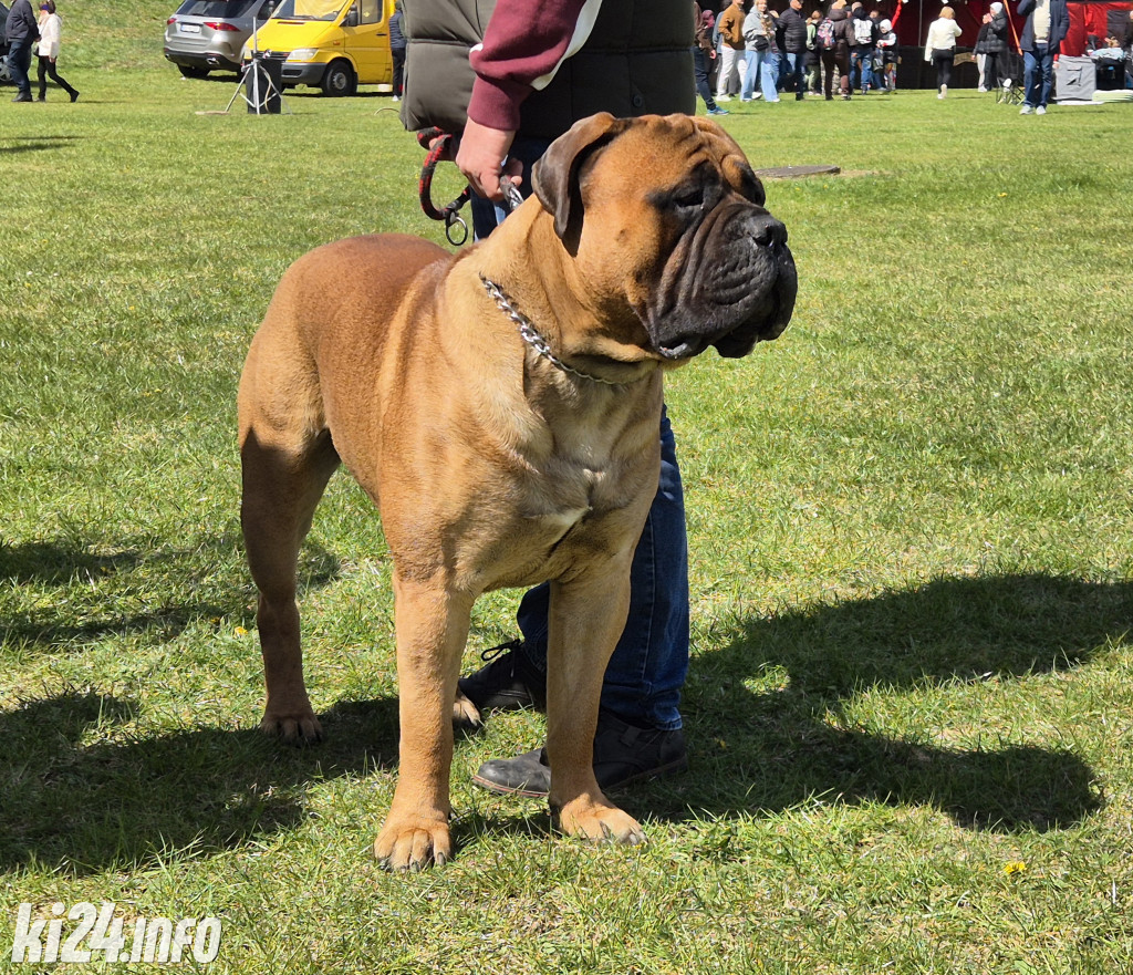 XXXVIII Krajowa Wystawa Psów Rasowych