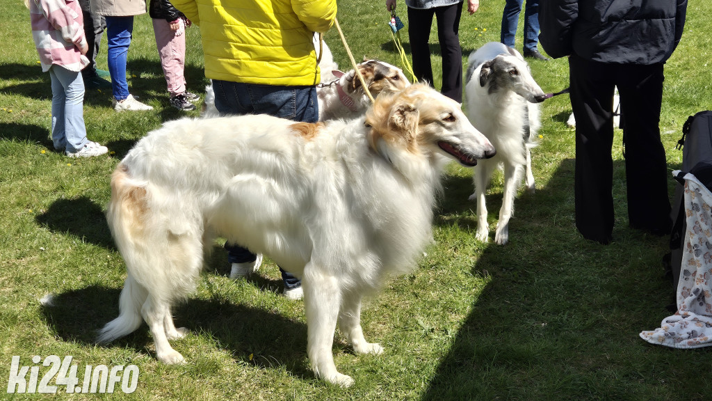 XXXVIII Krajowa Wystawa Psów Rasowych