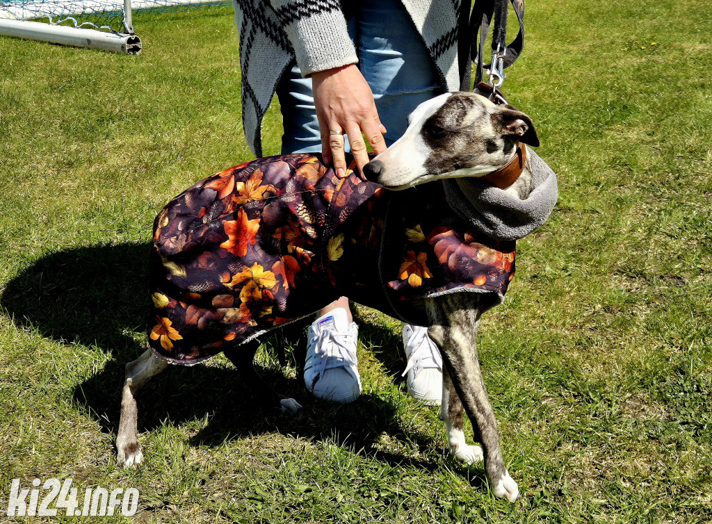 XXXVIII Krajowa Wystawa Psów Rasowych