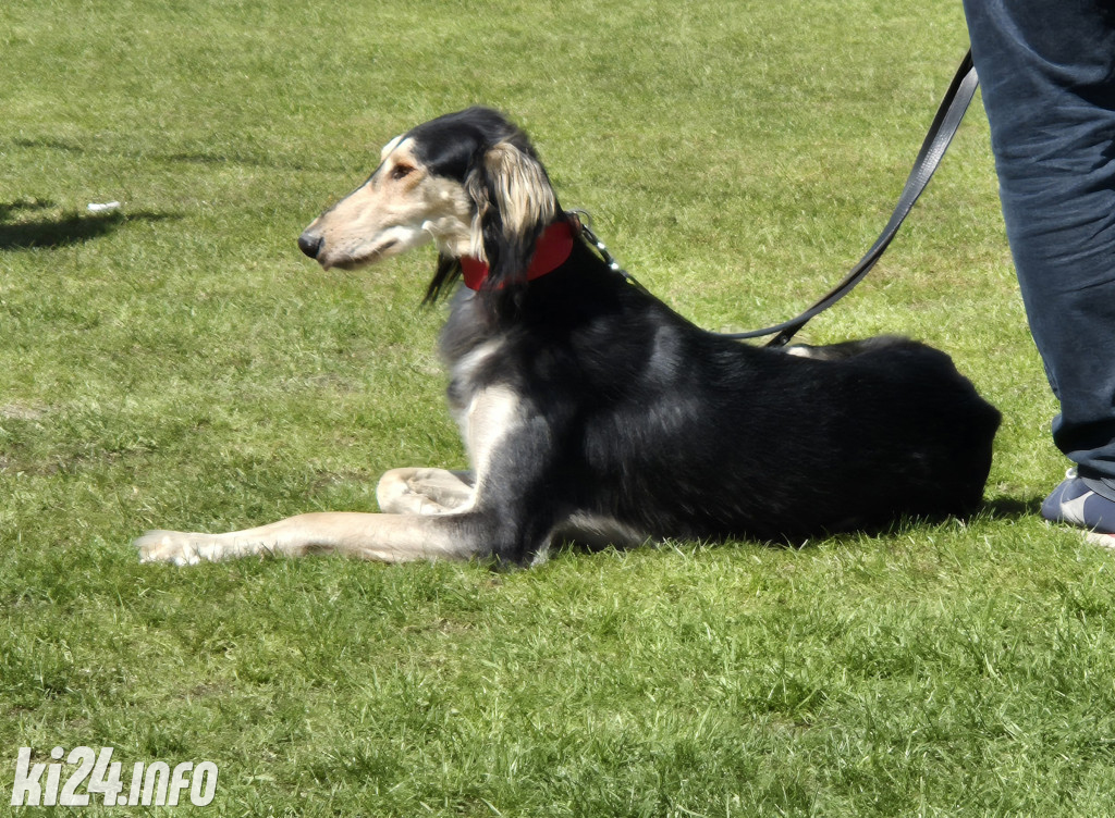 XXXVIII Krajowa Wystawa Psów Rasowych