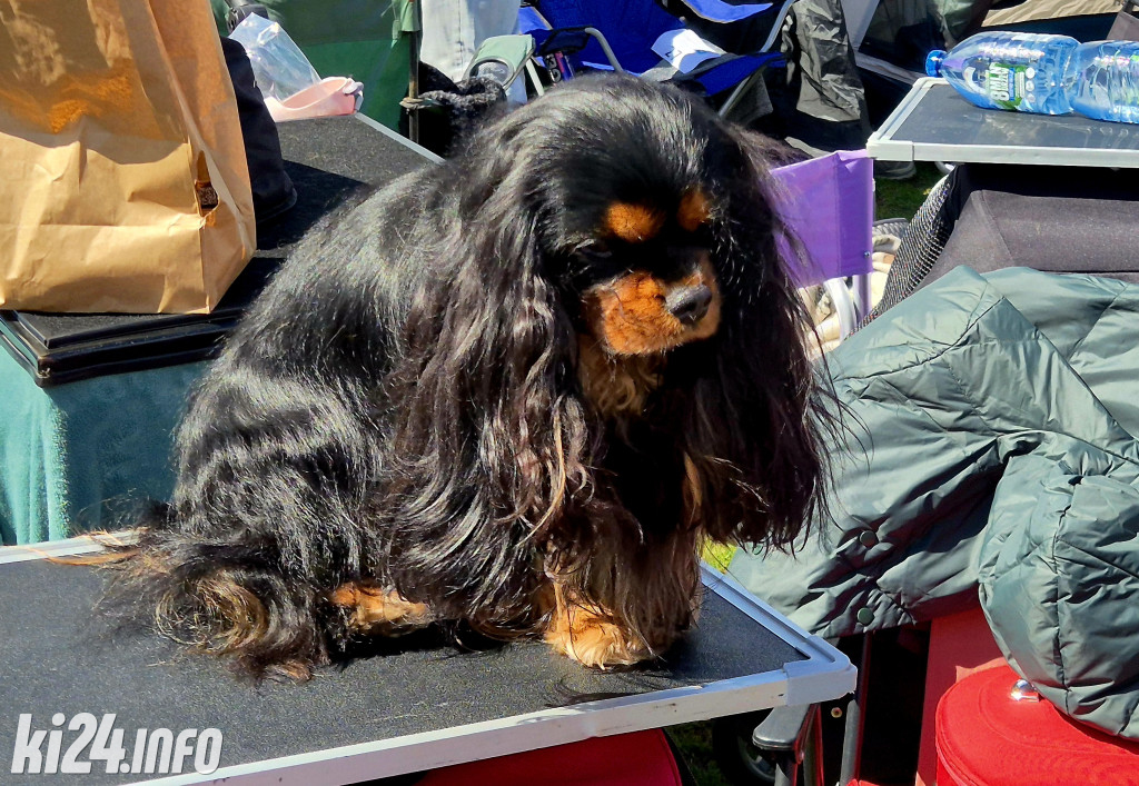 XXXVIII Krajowa Wystawa Psów Rasowych