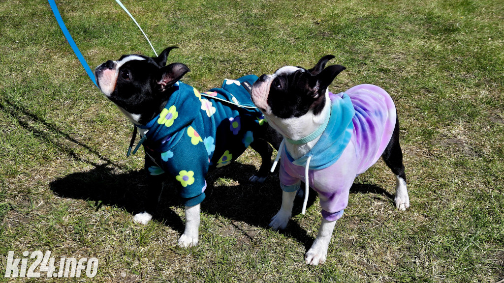 XXXVIII Krajowa Wystawa Psów Rasowych