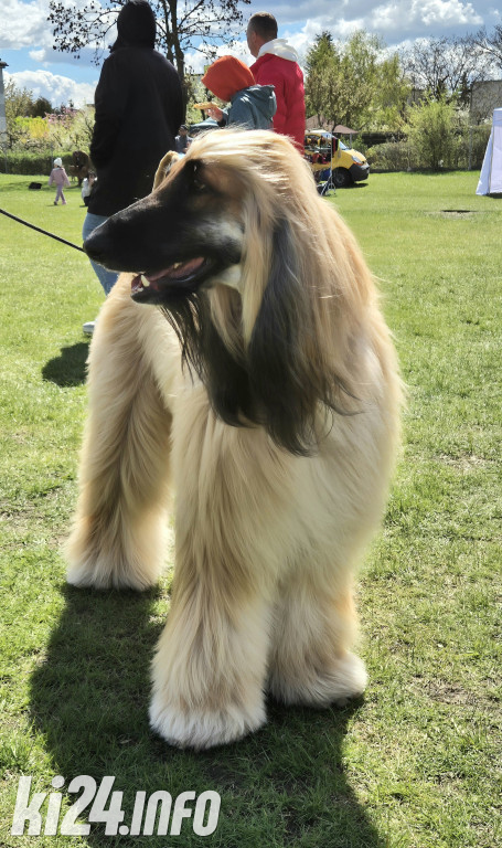 XXXVIII Krajowa Wystawa Psów Rasowych