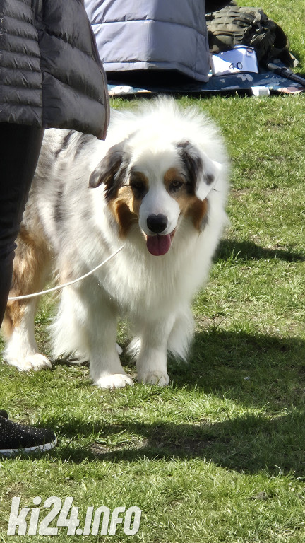 XXXVIII Krajowa Wystawa Psów Rasowych