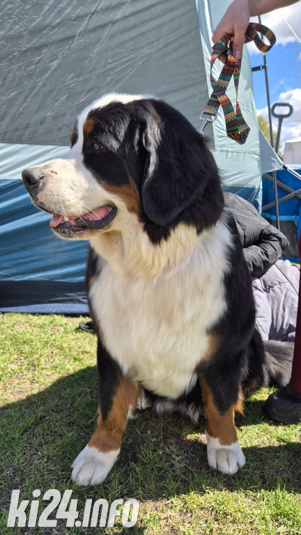 XXXVIII Krajowa Wystawa Psów Rasowych