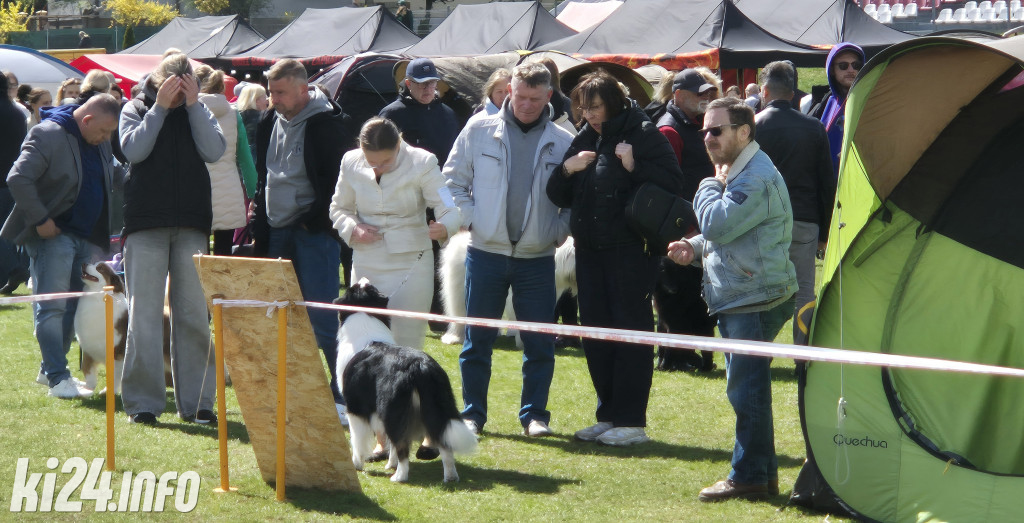 XXXVIII Krajowa Wystawa Psów Rasowych