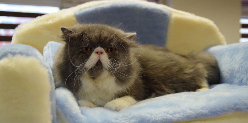 Podczas uroczystości prezentowane są koty rasowe